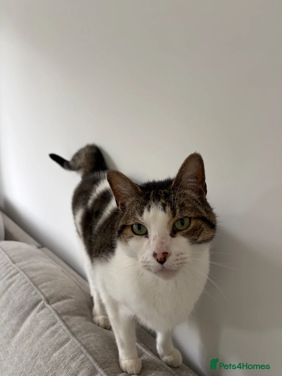 Mixed Breed cats for adoption: Milo, 7 year old cat needing a forever home.  in Witham - Advert 2