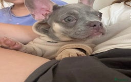 French Bulldog dogs for sale: 2 gorgeous French bulldogs ready to leave!  - Image 2