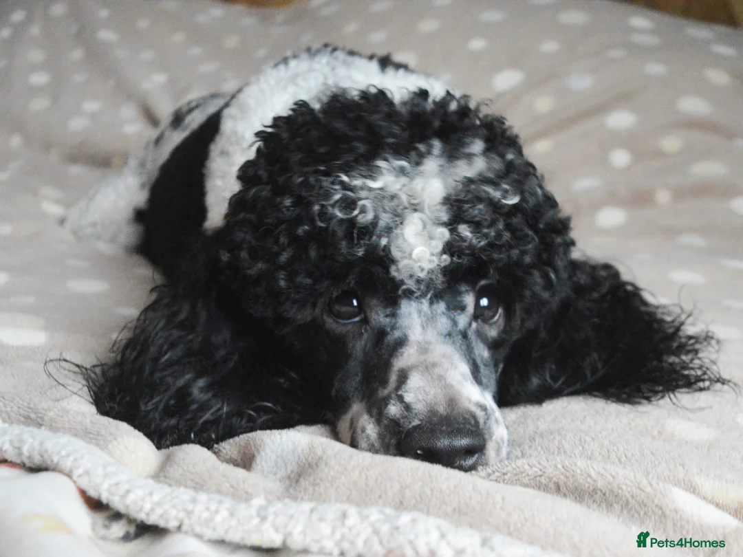 Miniature Poodle dogs for stud: Gorgeous Parti Miniature Poodle - Advert 14