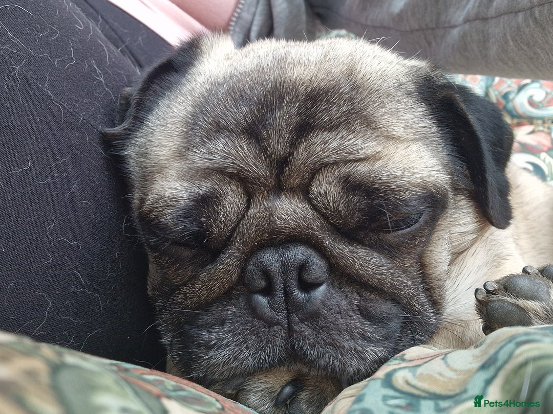 Pug dogs for sale: Basil, 5yr old Pug - Advert 4