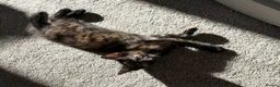 Mixed Breed cats for sale: Beautiful confident kittens looking for home  - Advert 4