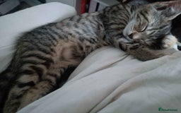 Bengal cats for sale: Bengal Torbie mix kittens, 1 female, 2 male - Image 4