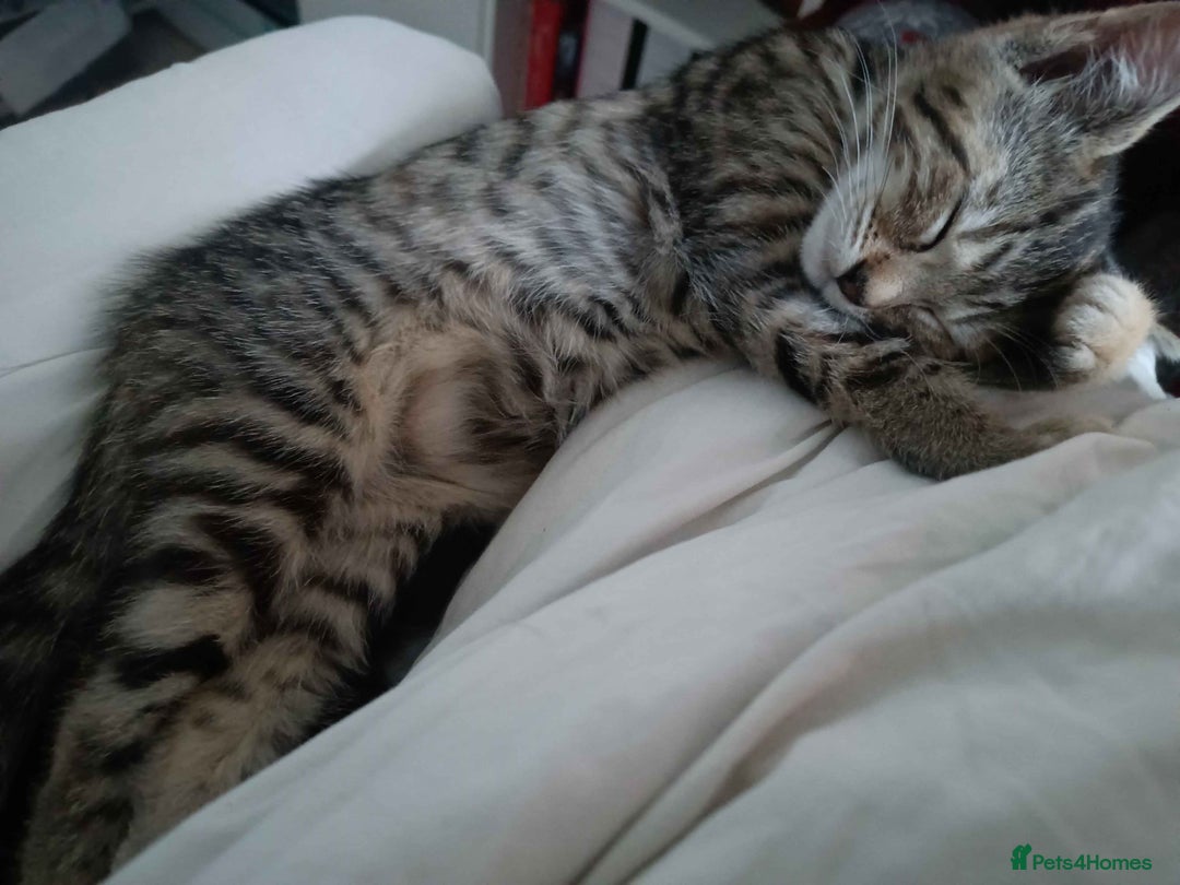 Bengal cats for sale: Bengal Torbie mix kittens, 1 female, 2 male - Image 4