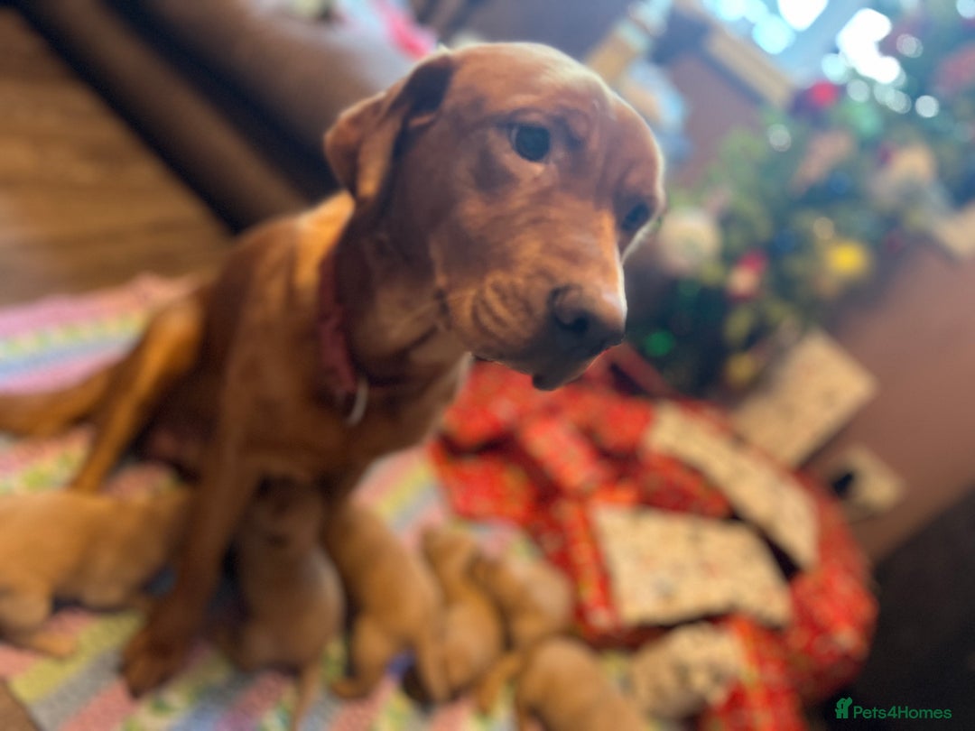 Labrador Retriever dogs for sale: Fox Red Labrador Puppies - Advert 1