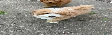 Puppy