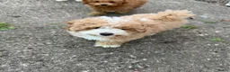 Maltipoo dogs for sale: Maltipoo Puppy - Advert 4