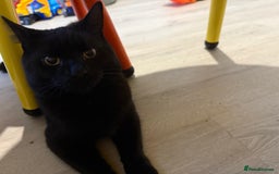 Bombay cats for sale: 2 black male cats - Advert 6