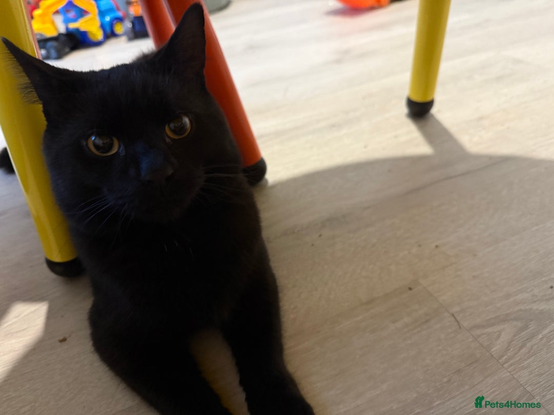 Bombay cats for sale: 2 black male cats - Advert 6