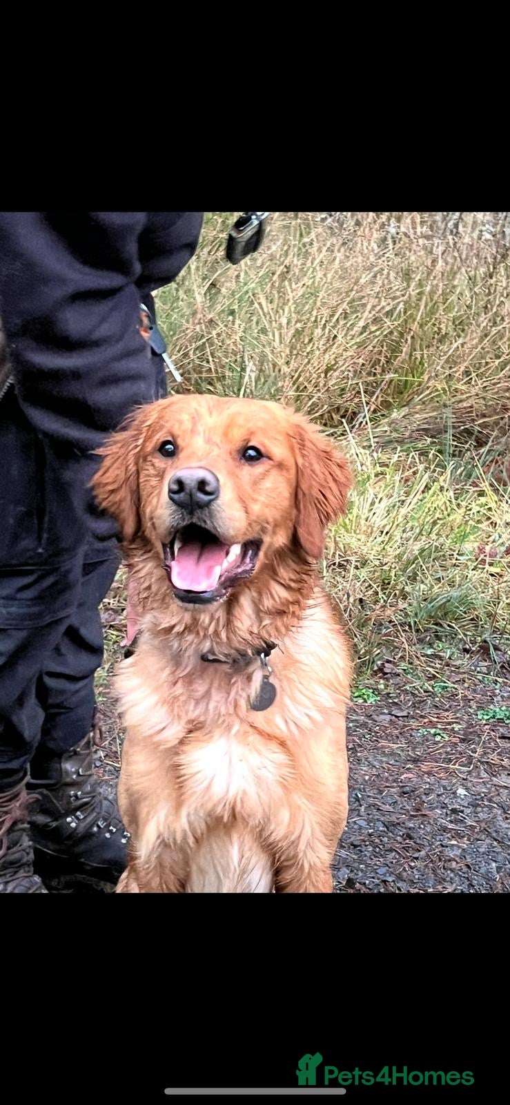 Golden Retriever dogs Beautiful Trained Golden Retriever  - Advert 7