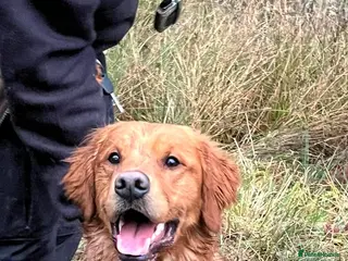 Golden Retriever dogs Beautiful Trained Golden Retriever - Advert 7