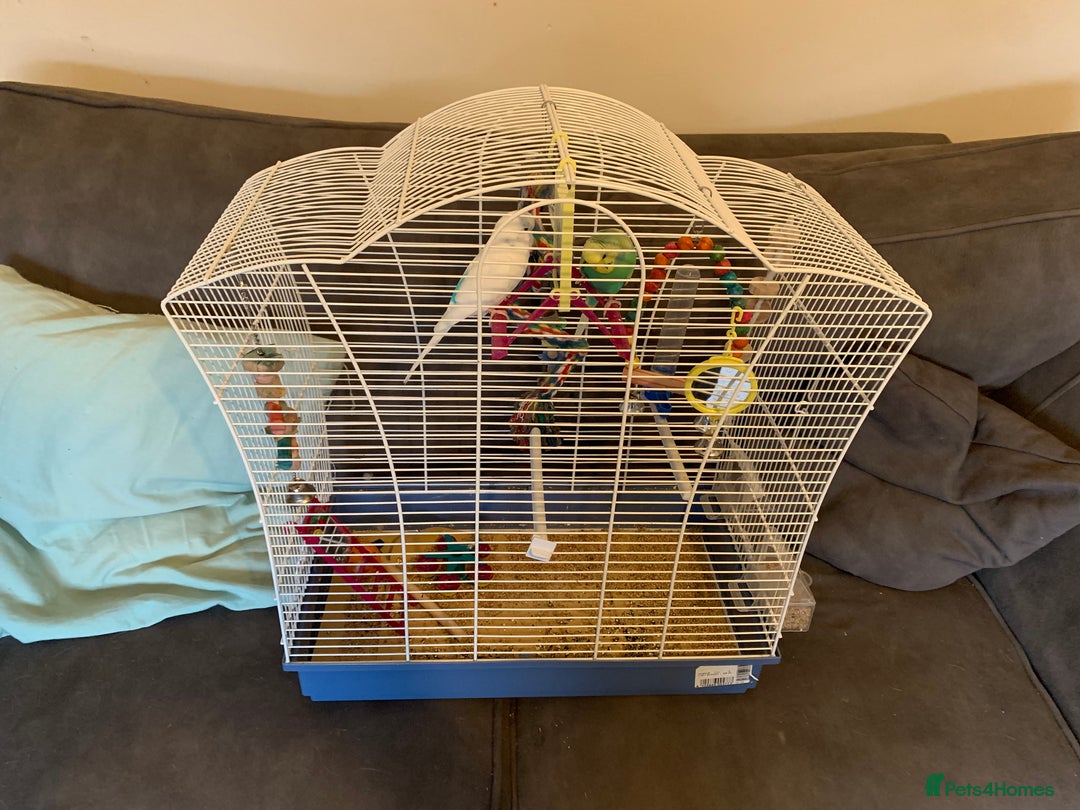 Budgerigars birds for sale: 2 lovely budgies  - Advert 4