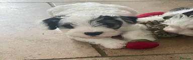  Puppy 1