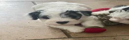 Sealyham Terrier dogs for sale: Sealyham Terrier puppies - Advert 12