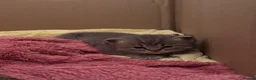 British Shorthair cats for sale: 🐾 Stunning British Shorthair × Persian Kittens 🐾 - Advert 35