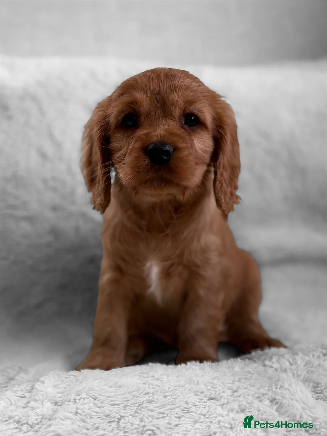 Cavapoo dogs for sale: F1 Cavapoo Puppy’s!  - Advert 3