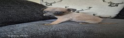 Whippet dogs for sale: Stunning whippet puppies  - Advert 10