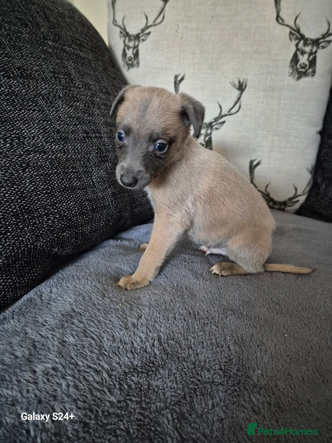 Whippet dogs for sale: Stunning whippet puppies  - Advert 10