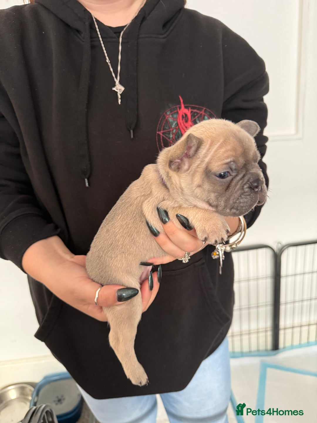 French Bulldog dogs for sale: French bulldog puppies - Advert 5