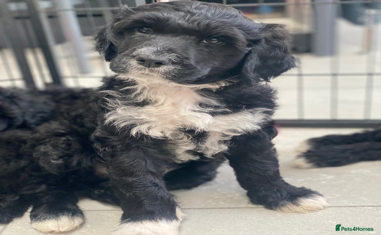 Portuguese Water Dog dogs - Advert 1