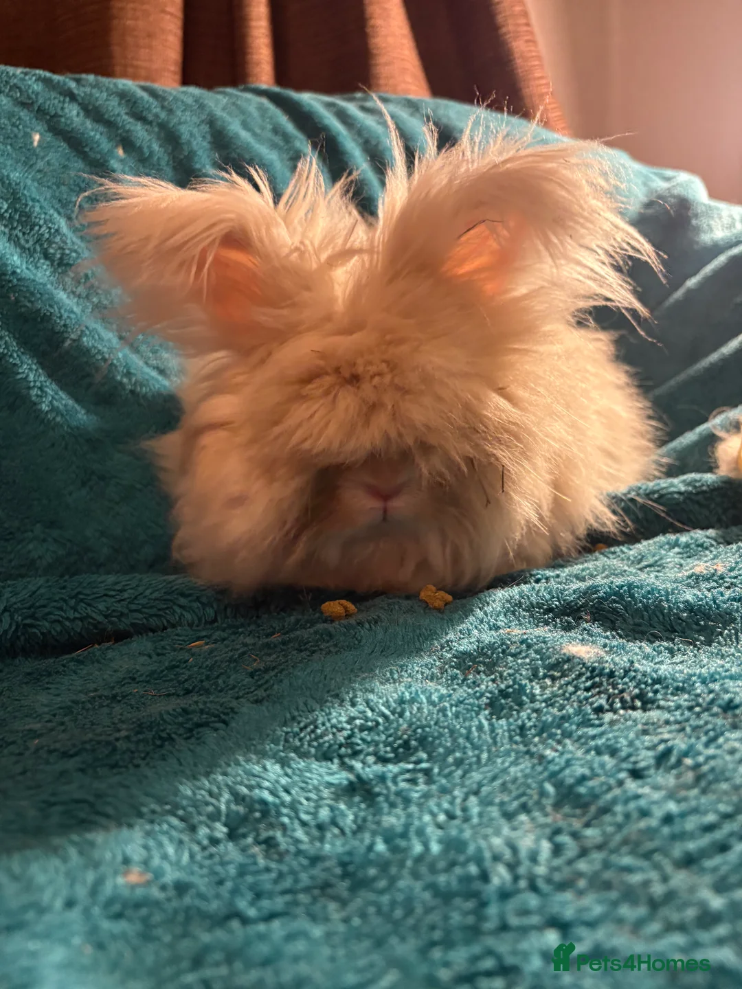 Mini Lion Lop rabbits for sale: Adult bunny rabbits 3 available  - Advert 2