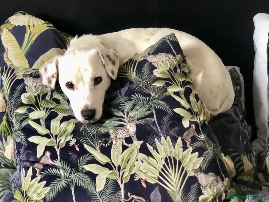 Jack Russell dogs for sale: 🐾 Beautiful 5-Year-Old Jack Russell Female 🐾 in York - Advert 7