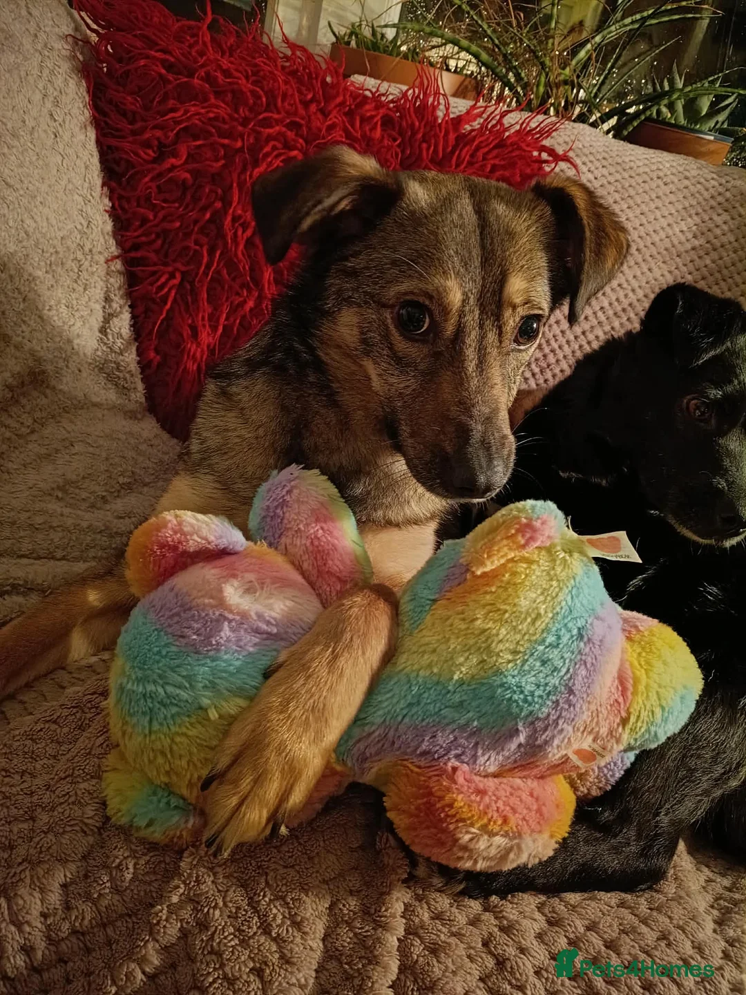 Mixed Breed dogs for adoption: BONDED PAIR: Spirit and Margot for adoption - Advert 13