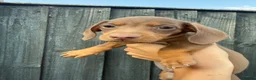 Miniature Dachshund dogs for sale: LAST MINIATURE DACHSHUND BOY - Advert 12