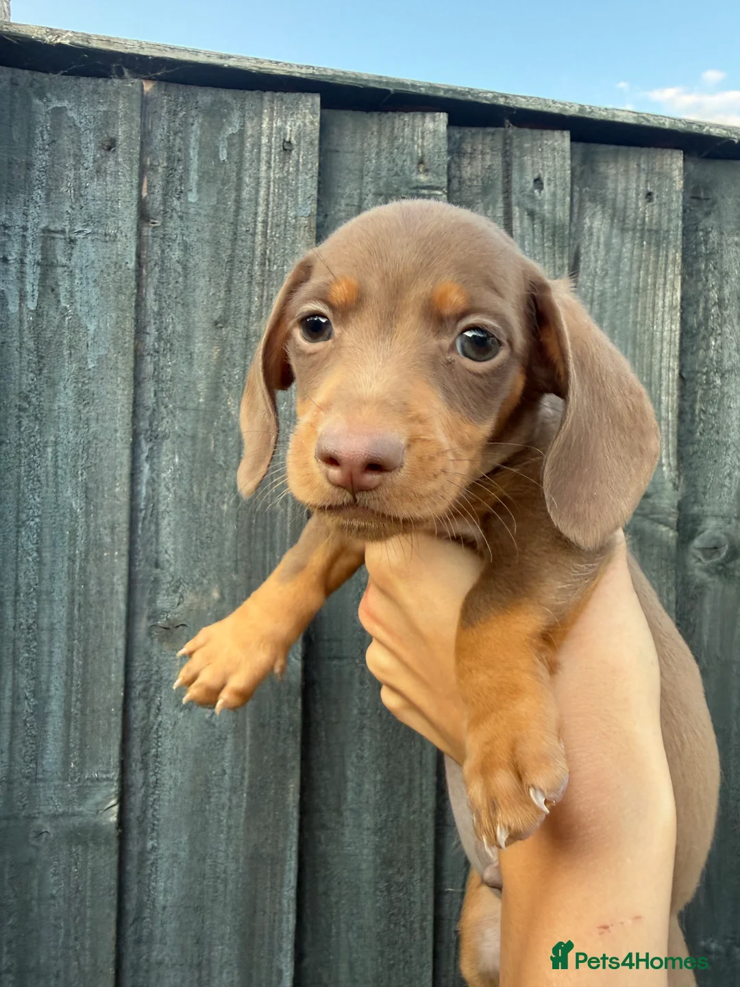 Miniature Dachshund dogs for sale: LAST MINIATURE DACHSHUND BOY - Advert 12