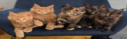 Maine Coon cats for sale: Tica Registered Maine coon kittens - Advert 1