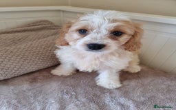 Cavapoo dogs for sale: Gorgeous Cavapoos ready for the perfect home 💖🏡 - Image 15