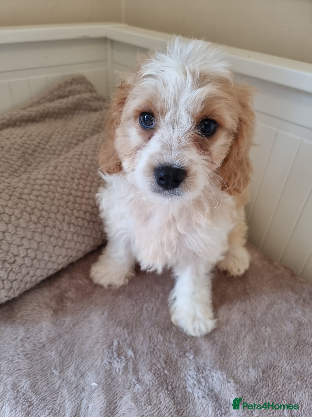 Cavapoo dogs for sale: Gorgeous Cavapoos ready for the perfect home 💖🏡 - Image 15