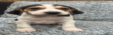 Beagle 1