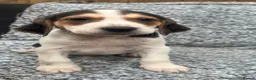 Beagle dogs for sale: Beautiful Beagle Puppies - Advert 8