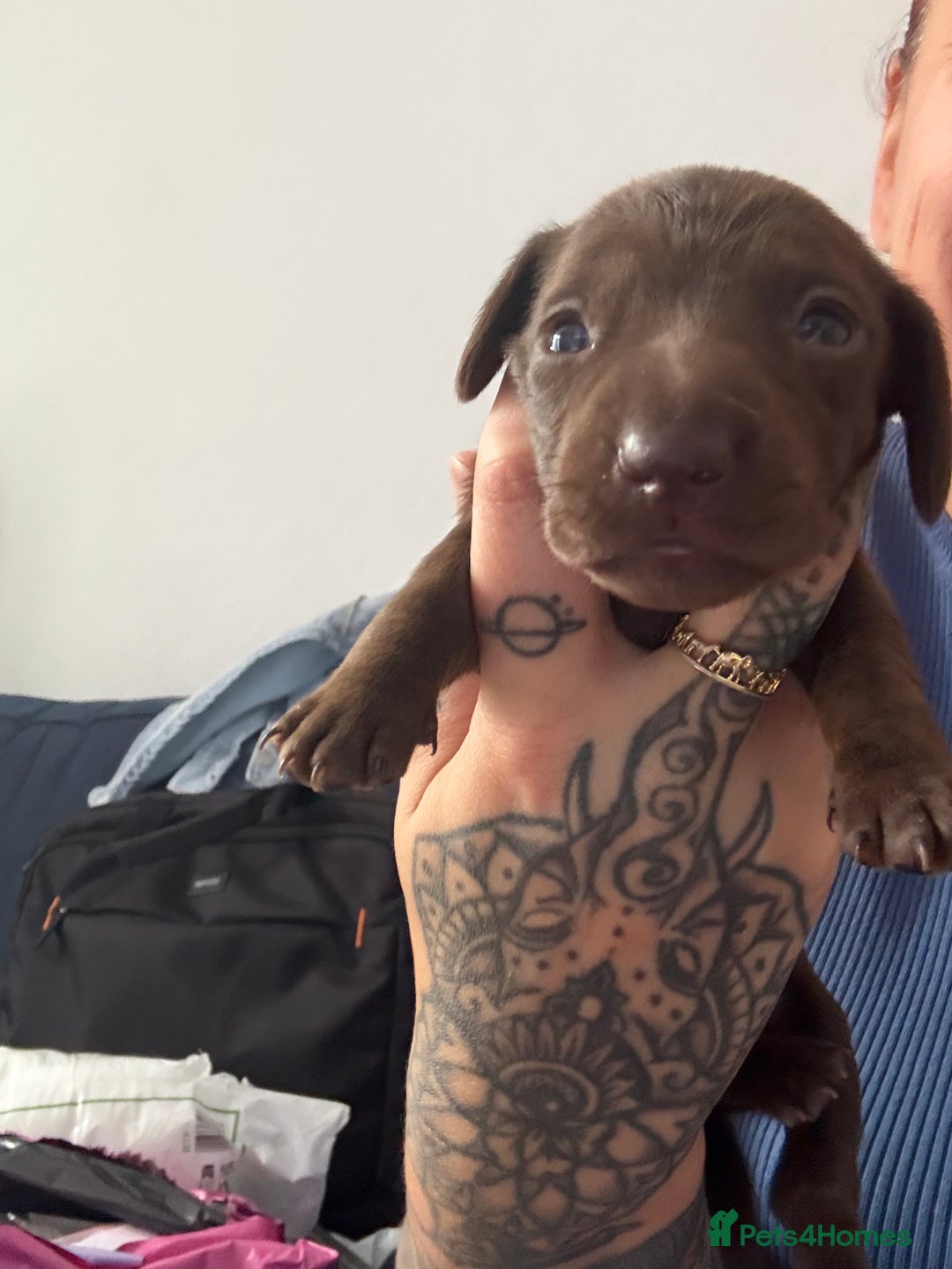 Miniature Dachshund dogs for sale: Miniature smooth haired dachshund  - Image 14