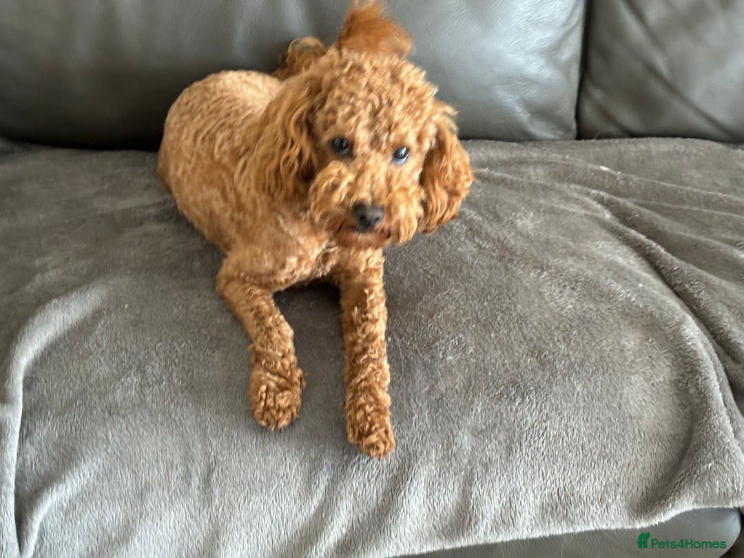 Toy Poodle dogs for sale: KC Toy Poodle Boy - Image 26