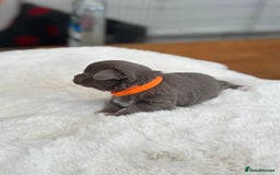 Chihuahua dogs for sale: Beautiful chihuahua pups! Long and short haired!! - Image 15