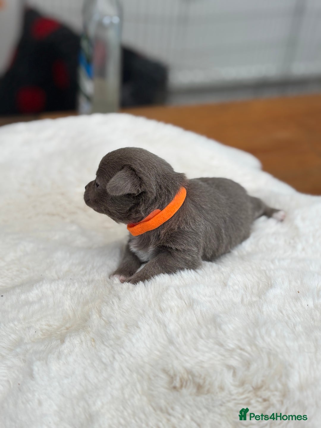 Chihuahua dogs for sale: Beautiful chihuahua pups! Long and short haired!! - Image 15