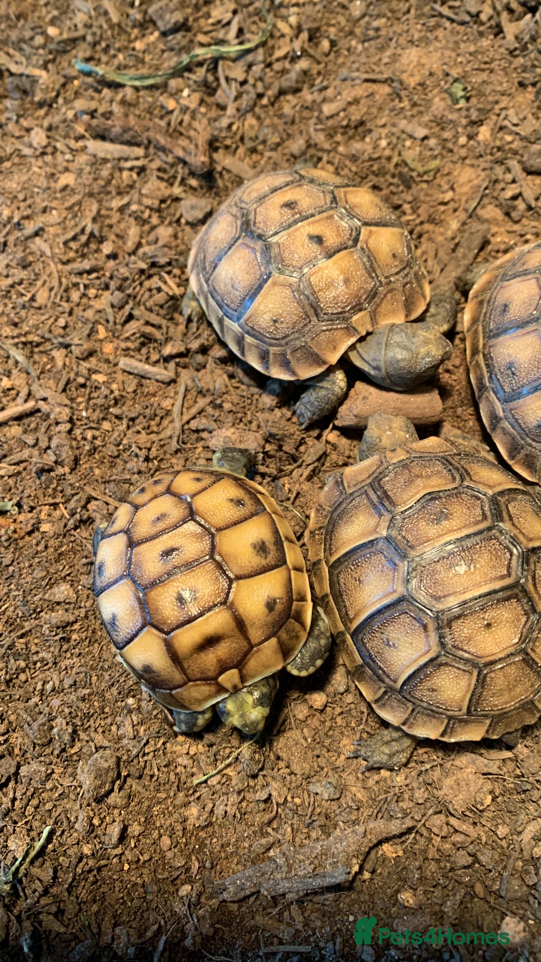 Tortoise reptiles for sale: The old fashioned garden tortoise - Image 2