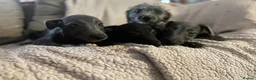 Mixed Breed dogs for sale: Wonderful whippet litter for sale in Ashby-de-la-Zouch - Advert 3
