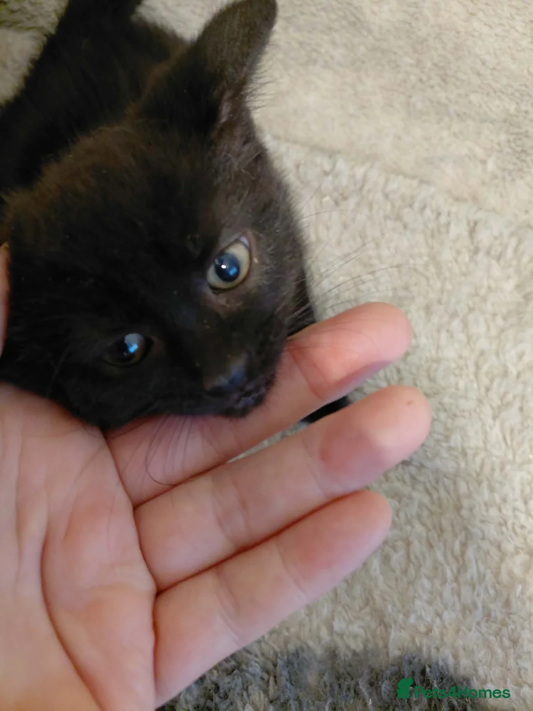 Mixed Breed cats for sale: Tuxedo kittens  in Bolton - Advert 2