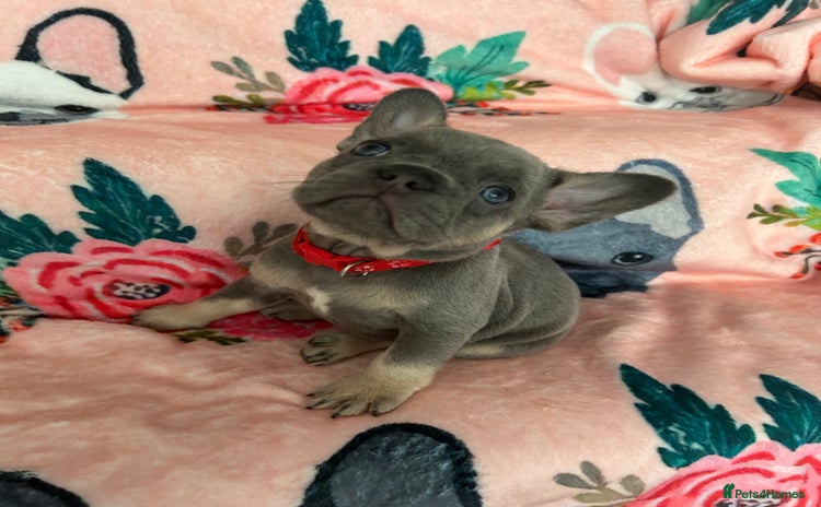 French Bulldog dogs - Advert 20