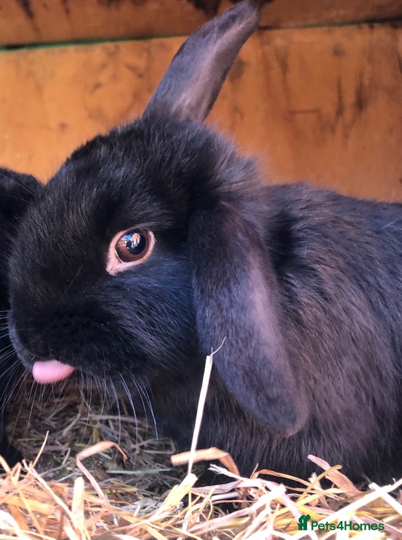 Mini Lop rabbits Beautiful hand reared bunnys - Advert 2