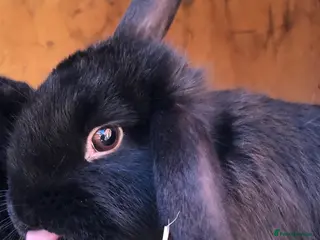 Mini Lop rabbits Beautiful hand reared bunnys - Advert 2