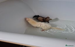 Ferret rodents for sale: 2 ferrets, 1 male albino and 1 female micro - Image 4