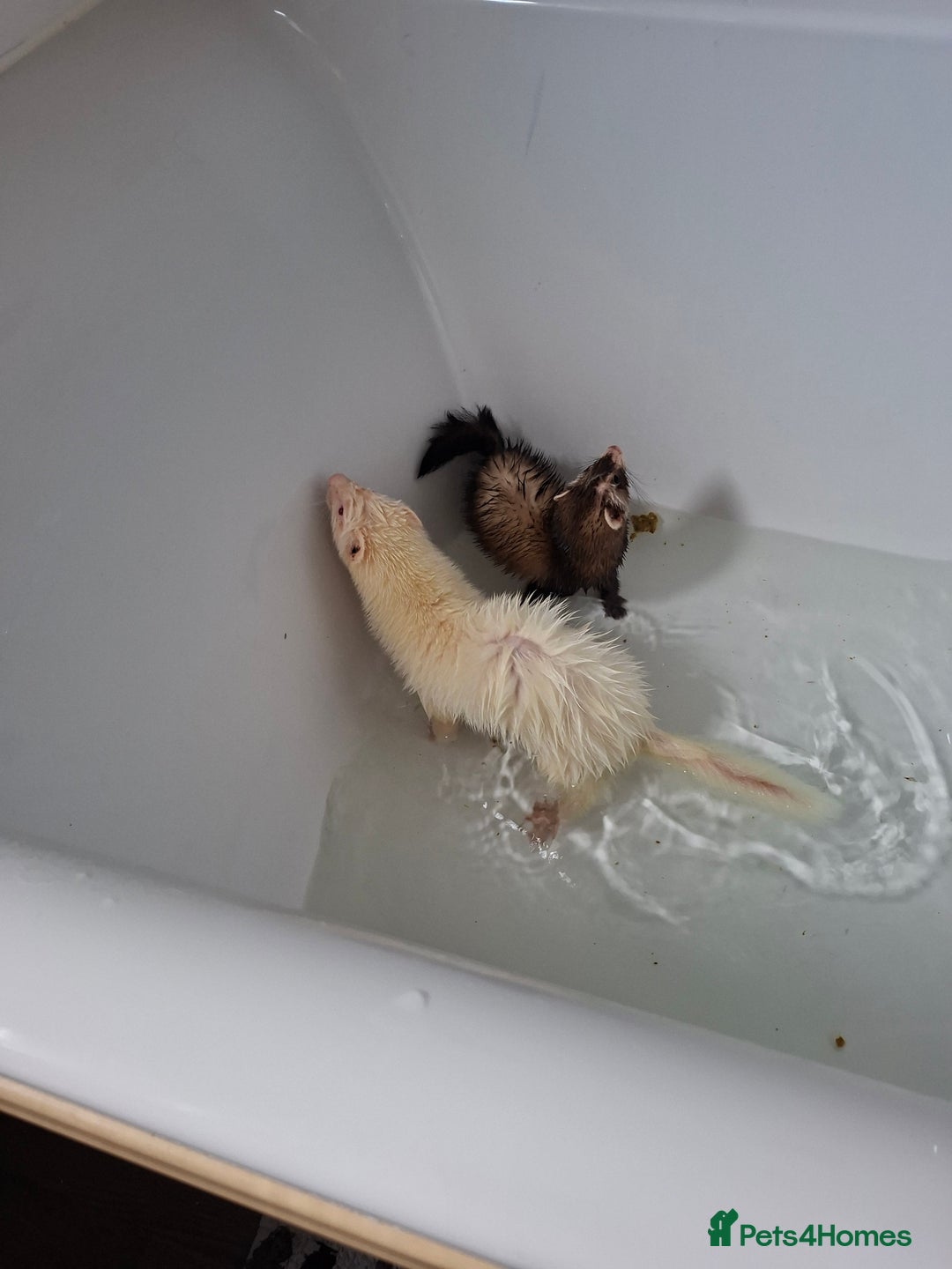 Ferret rodents for sale: 2 ferrets, 1 male albino and 1 female micro - Image 4