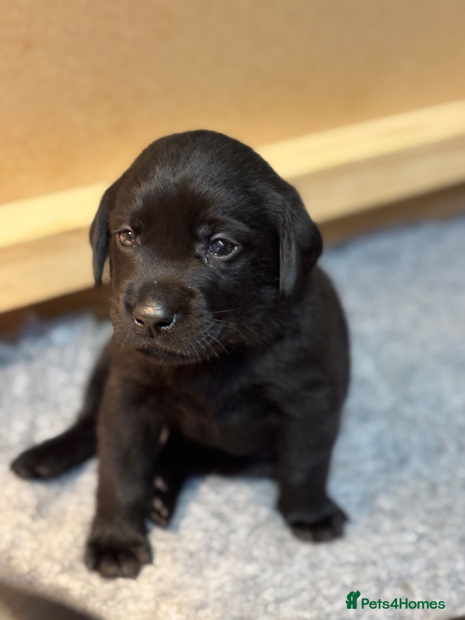 Labrador Retriever dogs Gorgeous Litter of Labrador puppies - Advert 1