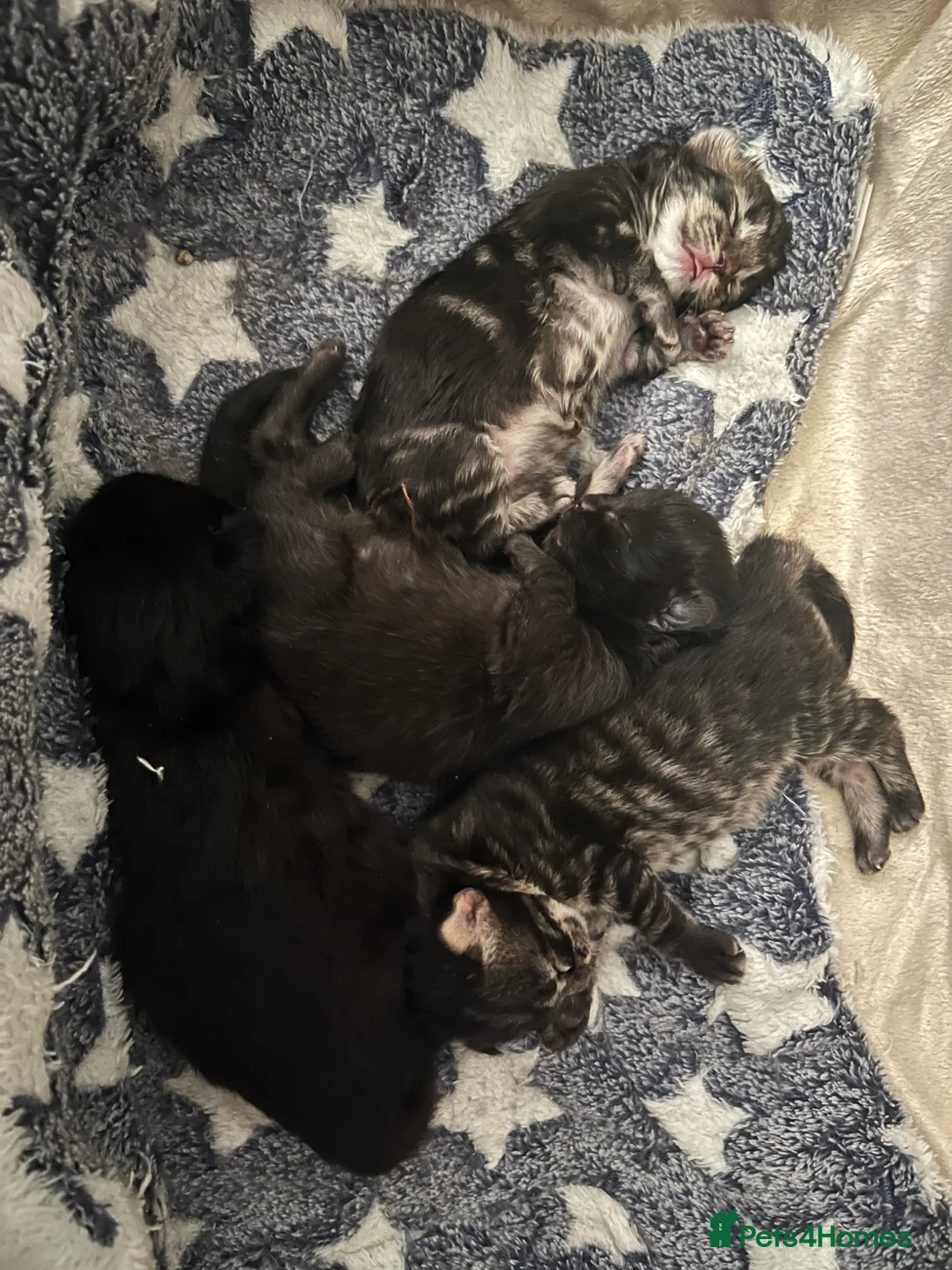 Mixed Breed cats for sale: Maine coon mix  - Advert 7