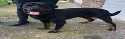 Rottweiler dogs for stud: Pure breed Rottweiler stud - Advert 2