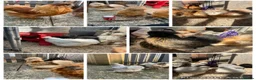 Mixed Breed poultry for sale: Chicks,Brahma, silkie, cross, polish  - Advert 19
