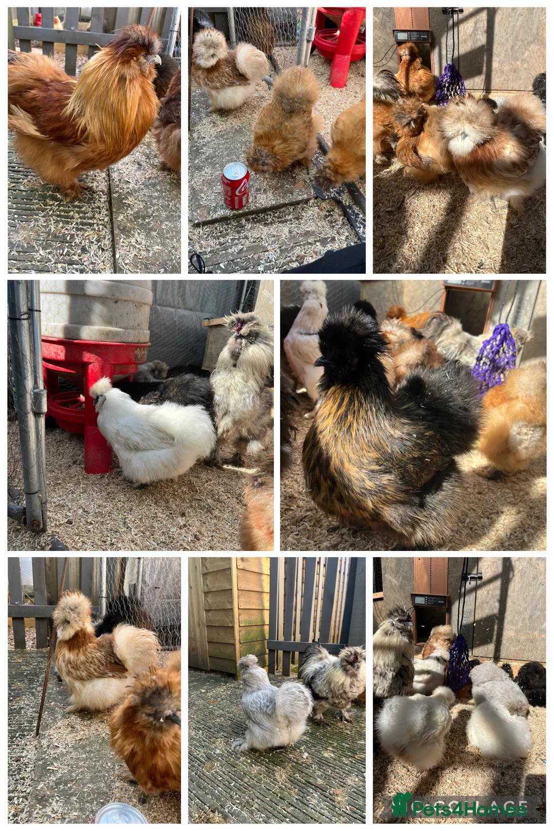 Mixed Breed poultry for sale: Chicks,Brahma, silkie, cross, polish  - Advert 19